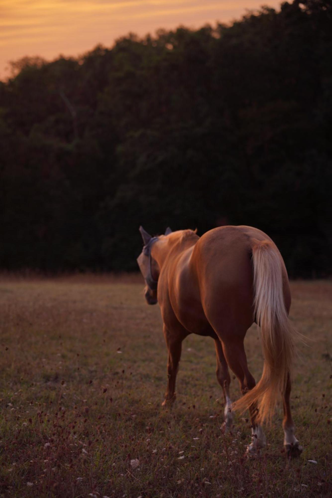 Logement Entier De Charme, Gite Equestre Gers Flamarens Exterior photo