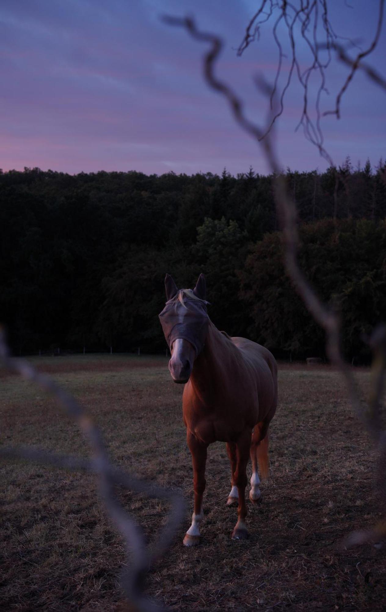 Logement Entier De Charme, Gite Equestre Gers Flamarens Exterior photo